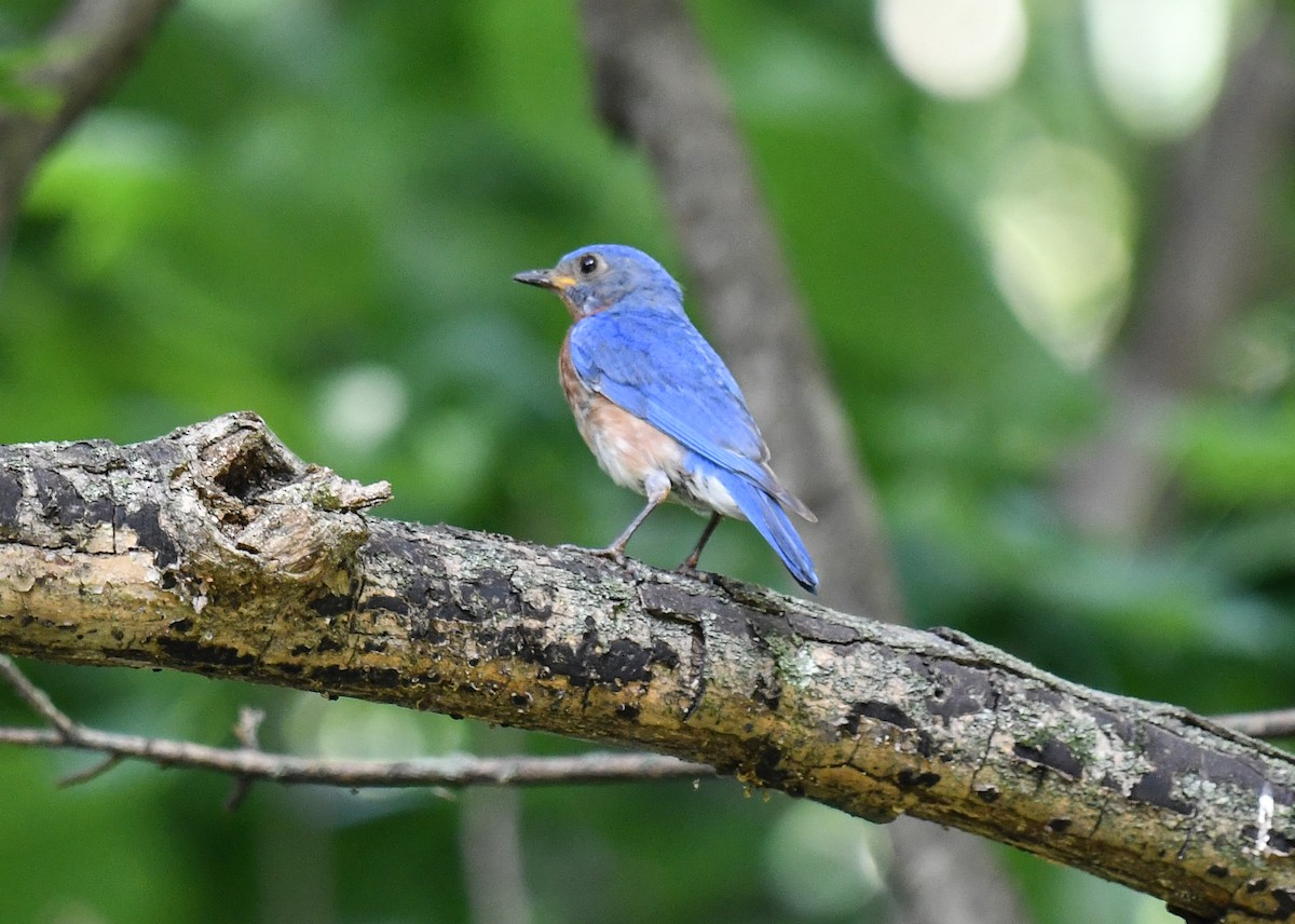 Eastern Bluebird - ML640327731