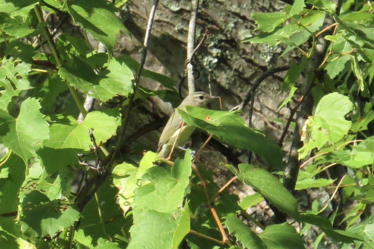Ötücü Vireo - ML640327740