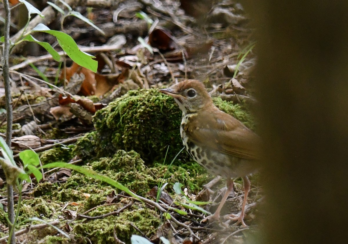 Wood Thrush - ML640327741