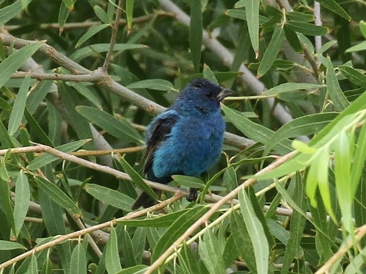 Indigo Bunting - ML640327775