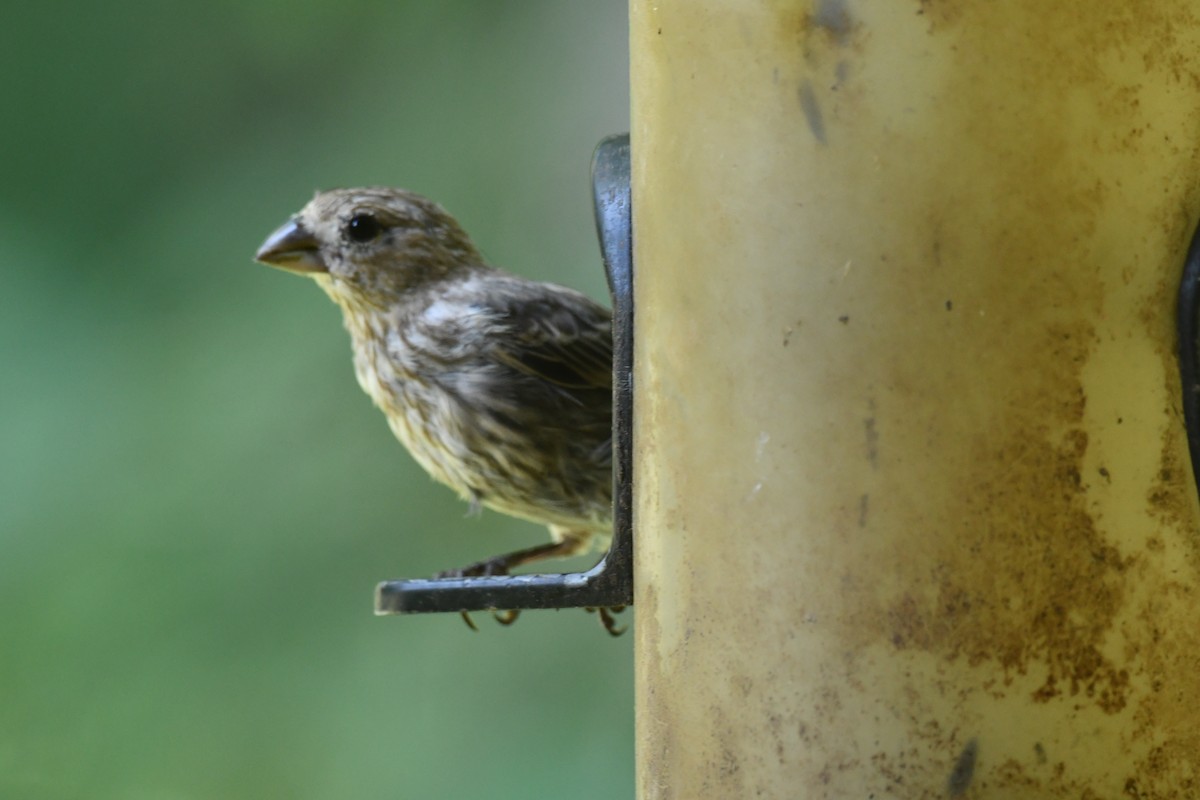 House Finch - ML640327786