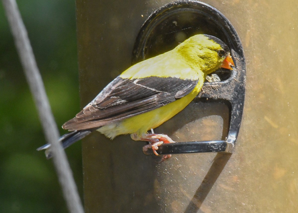 American Goldfinch - ML640327792