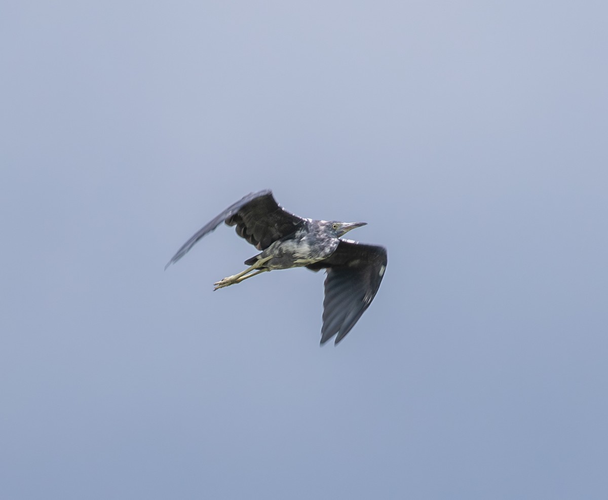 Blaureiher - ML640327800