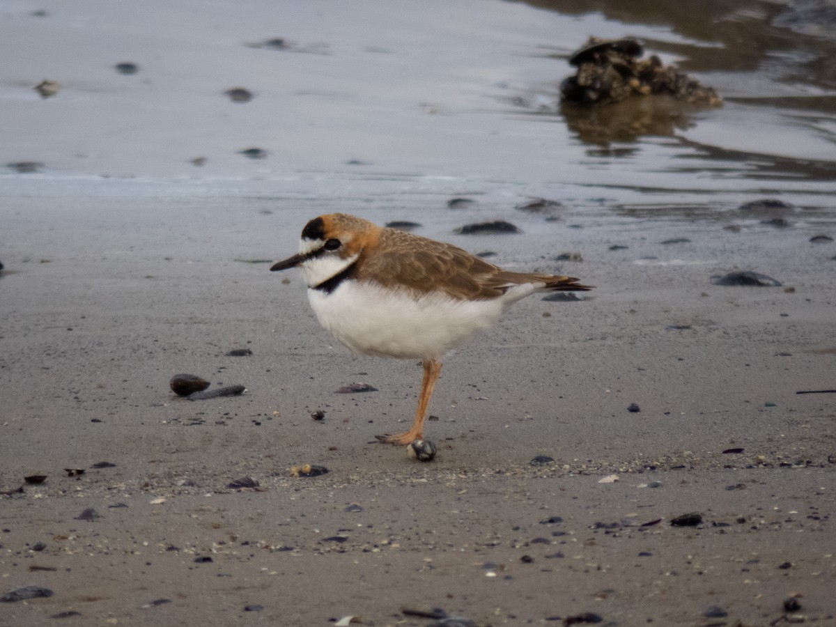 Collared Plover - ML640327809