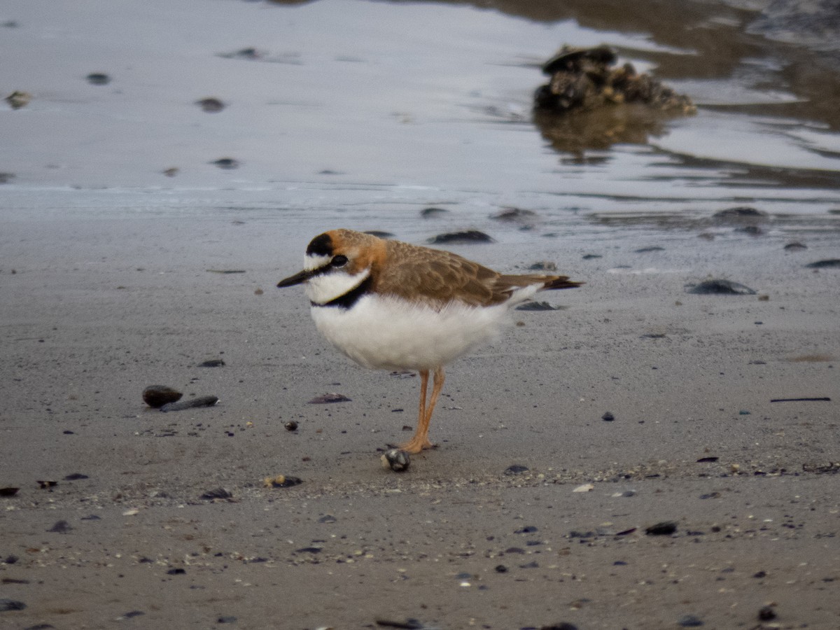 Collared Plover - ML640327810