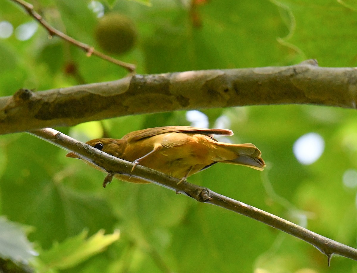 Summer Tanager - ML640327811