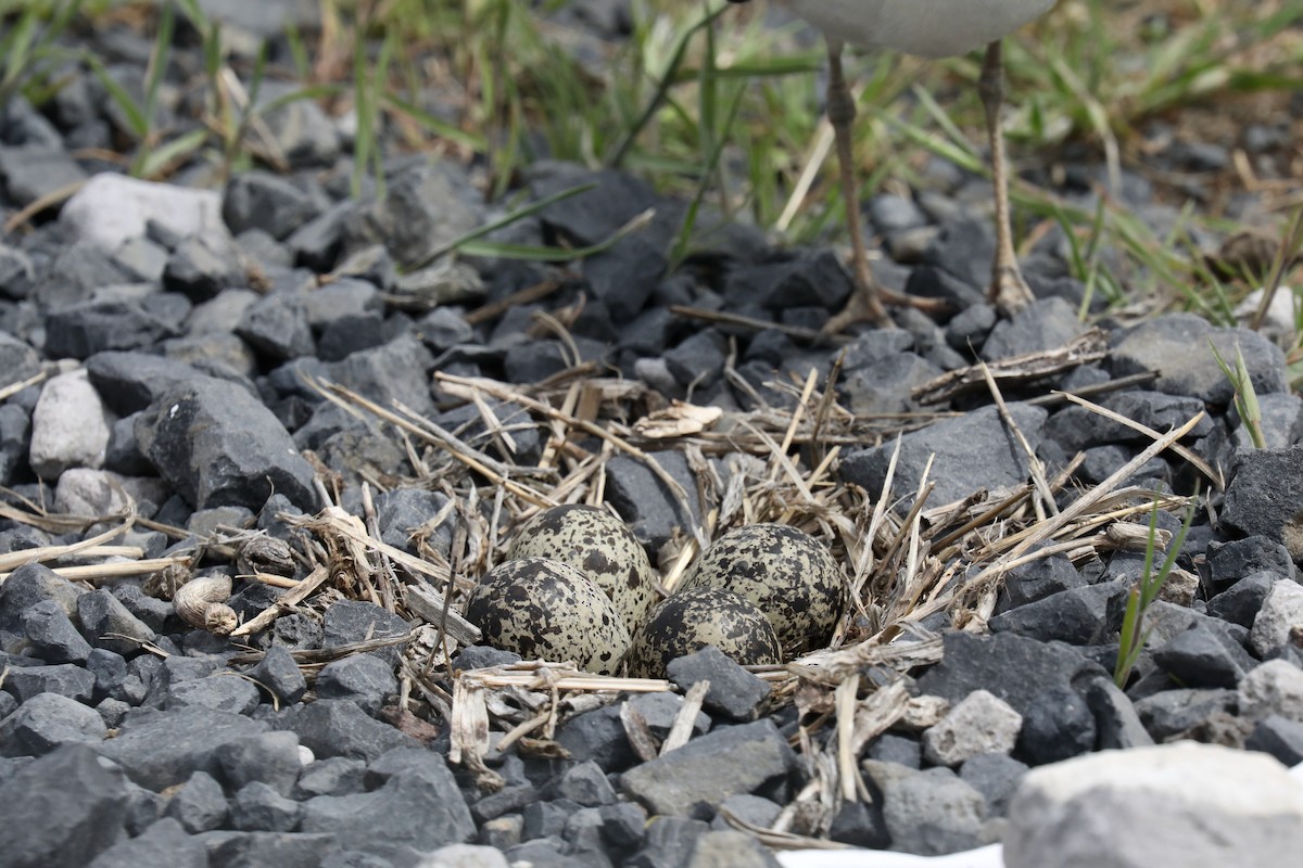 Killdeer - ML640327924
