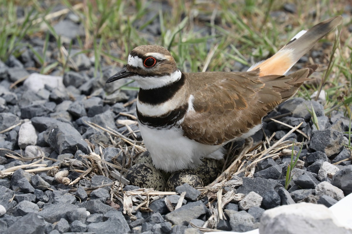 Killdeer - ML640327929
