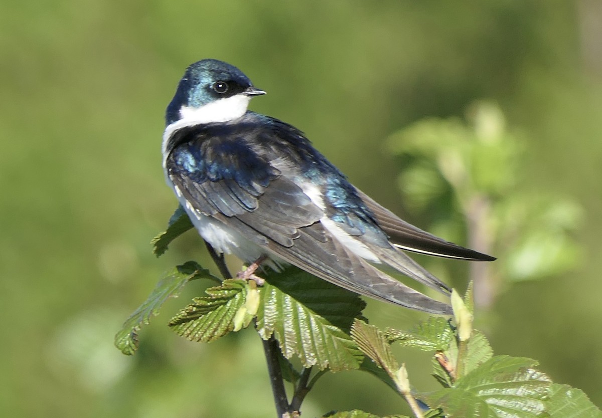 Tree Swallow - ML640327930