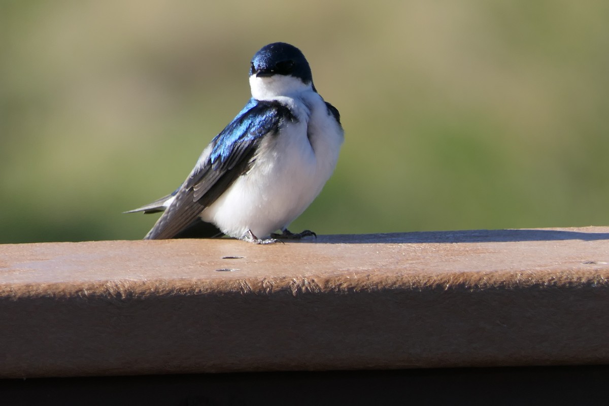 Tree Swallow - ML640327931
