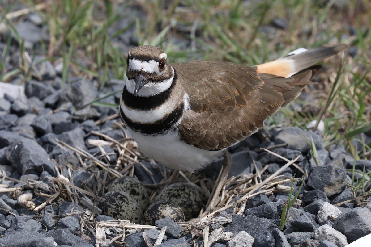 Killdeer - ML640327939