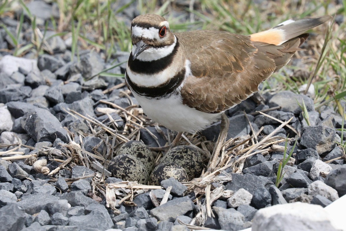 Killdeer - ML640327942