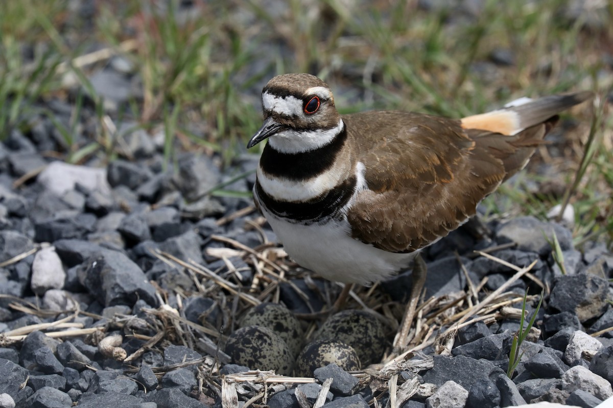 Killdeer - ML640327948