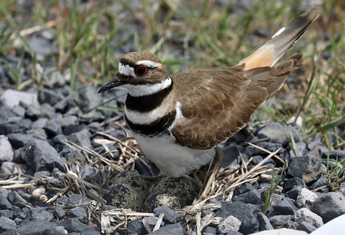 Killdeer - ML640327955