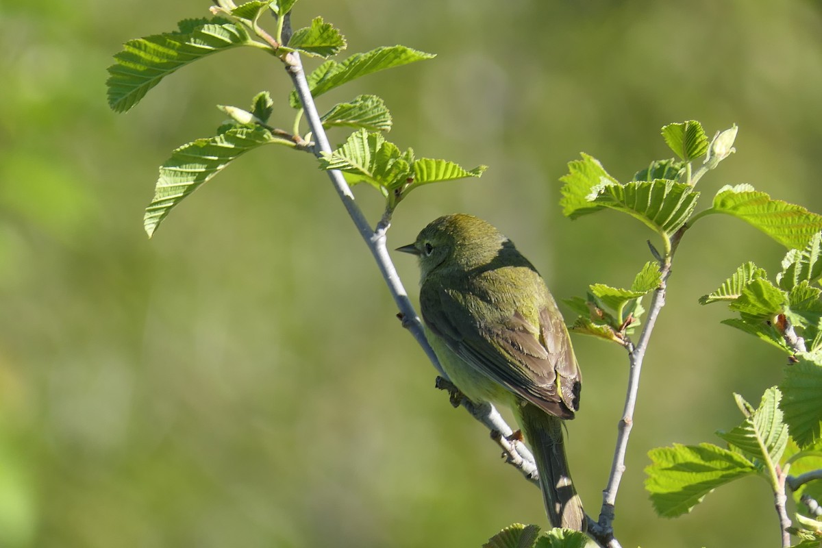 Orange-crowned Warbler - ML640327964