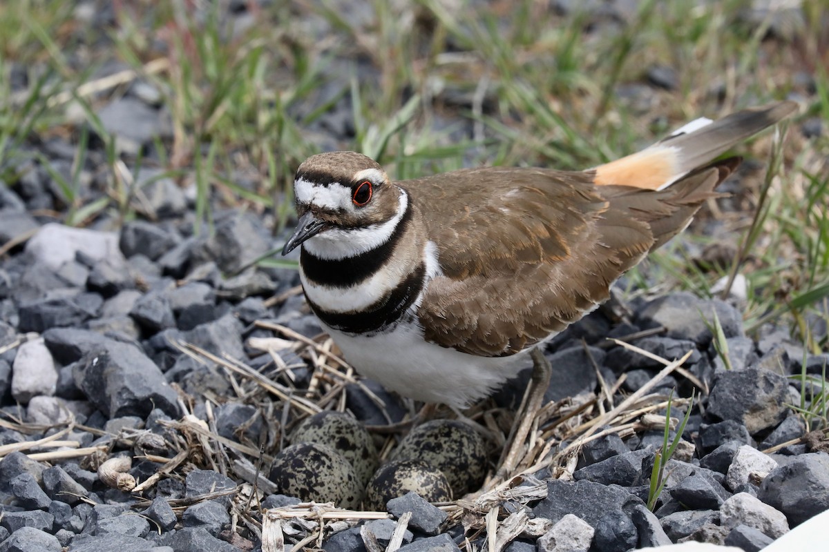 Killdeer - ML640328044