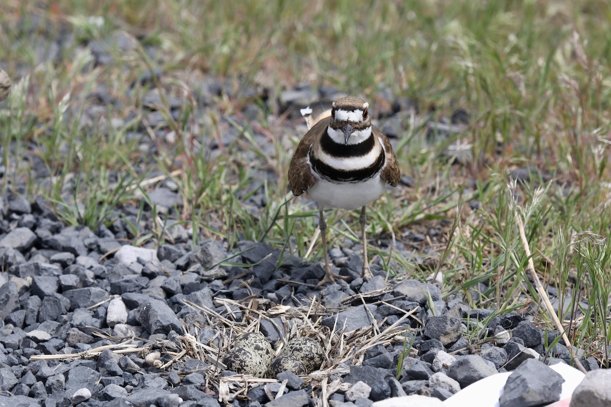 Killdeer - ML640328045