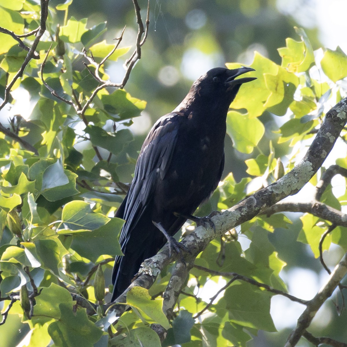American Crow - ML640328076