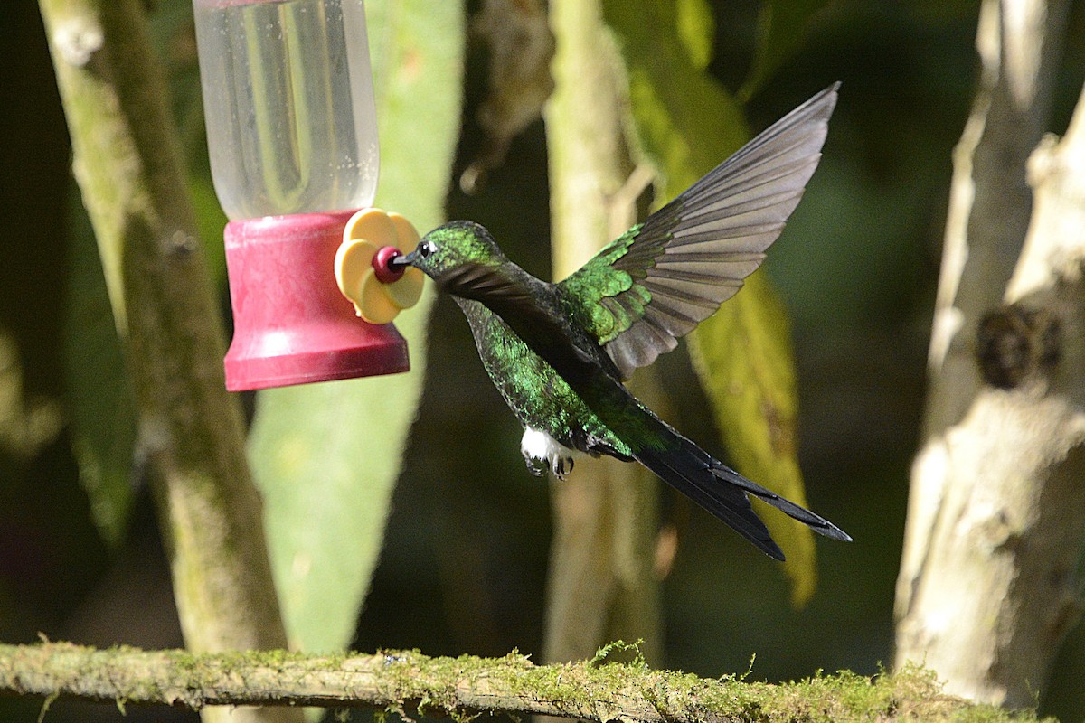 Sapphire-vented Puffleg - ML640328114