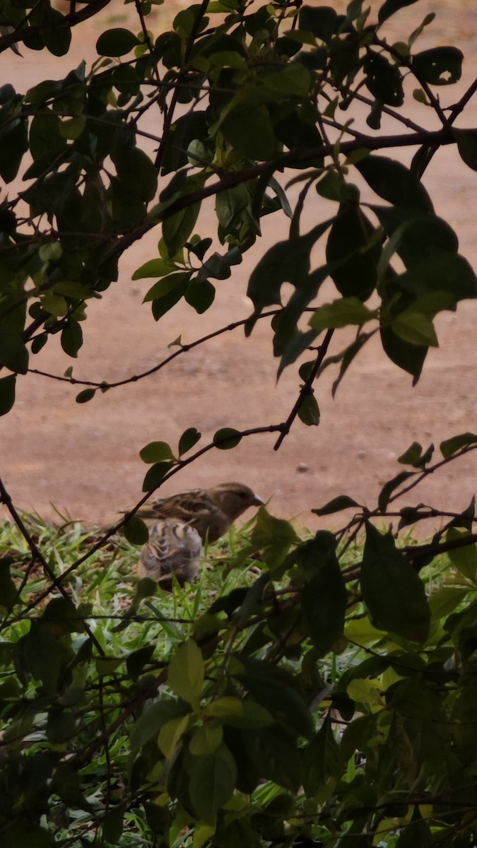 House Sparrow - ML640328135