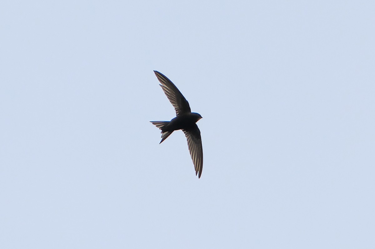 Common Swift - ML640328161