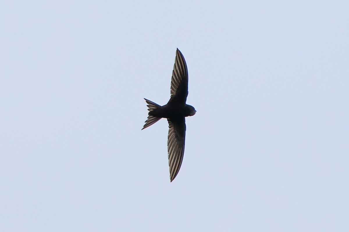 Common Swift - ML640328167