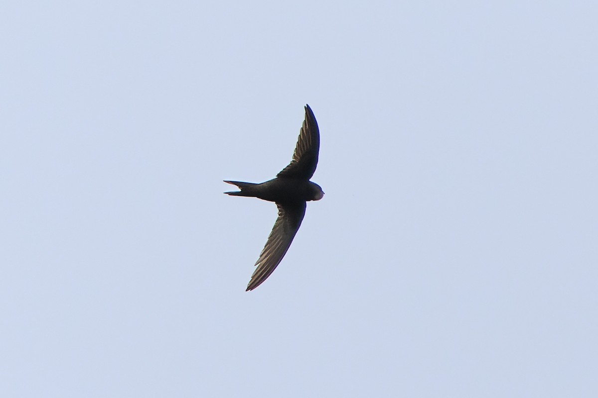 Common Swift - ML640328169