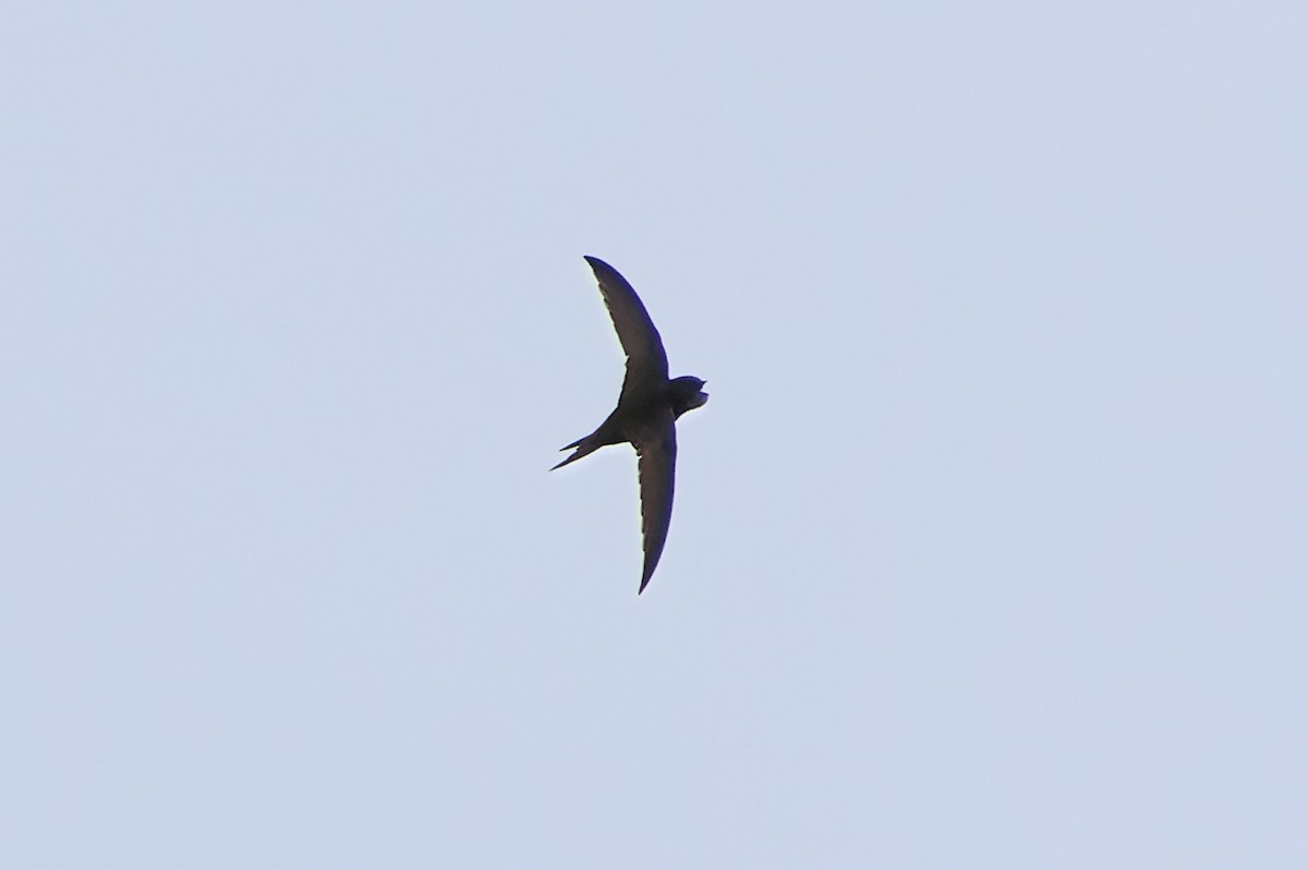 Common Swift - ML640328176