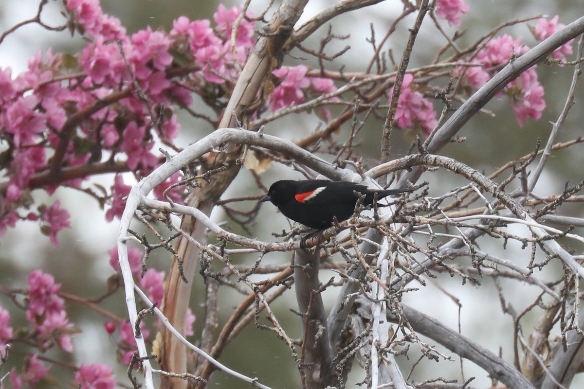 Tricolored Blackbird - ML640328233