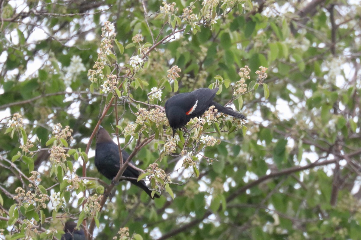 Tricolored Blackbird - ML640328236