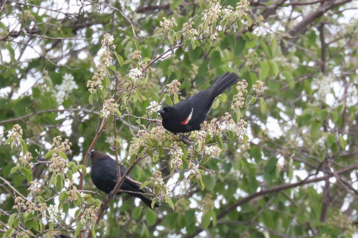 Tricolored Blackbird - ML640328237