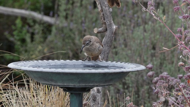 California Thrasher - ML640328262
