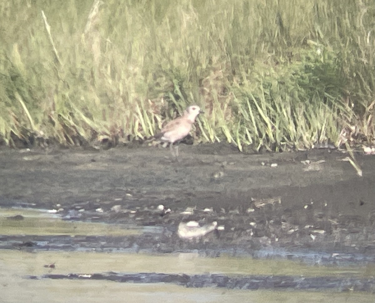 American Golden-Plover - ML640328305