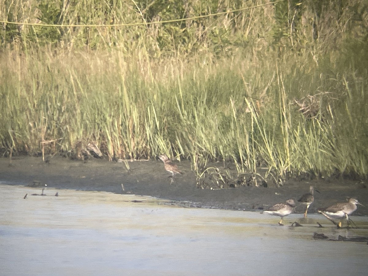 American Golden-Plover - ML640328306