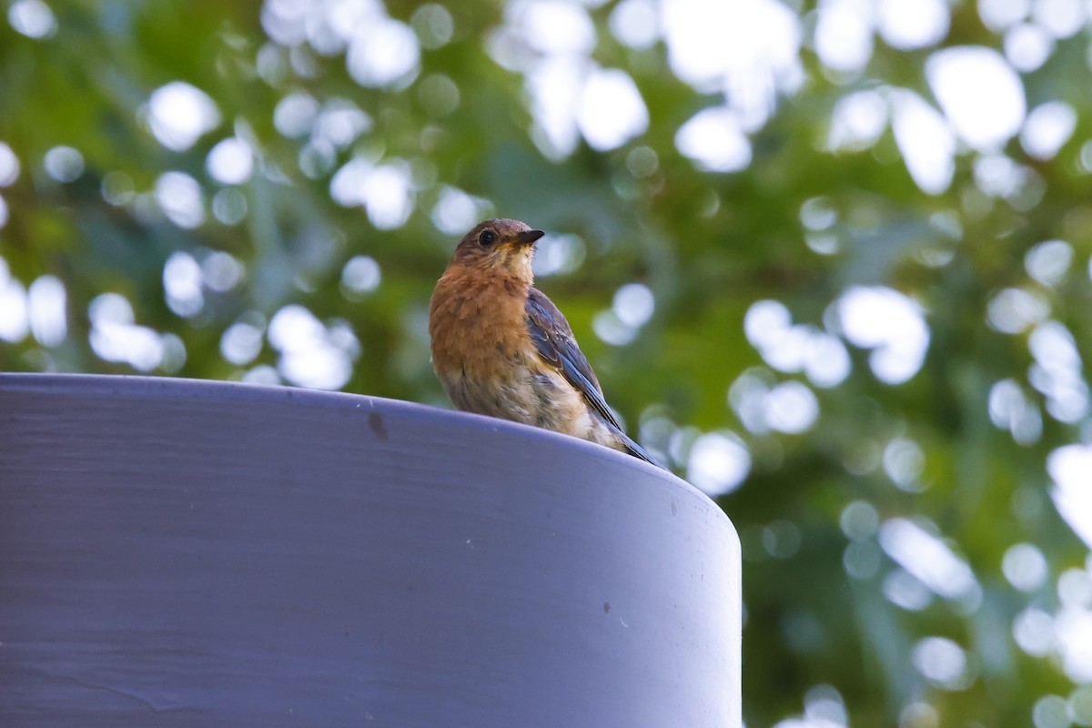 Eastern Bluebird - ML640328343