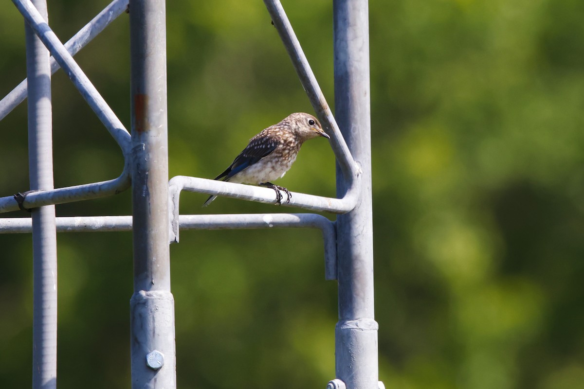 Eastern Bluebird - ML640328344
