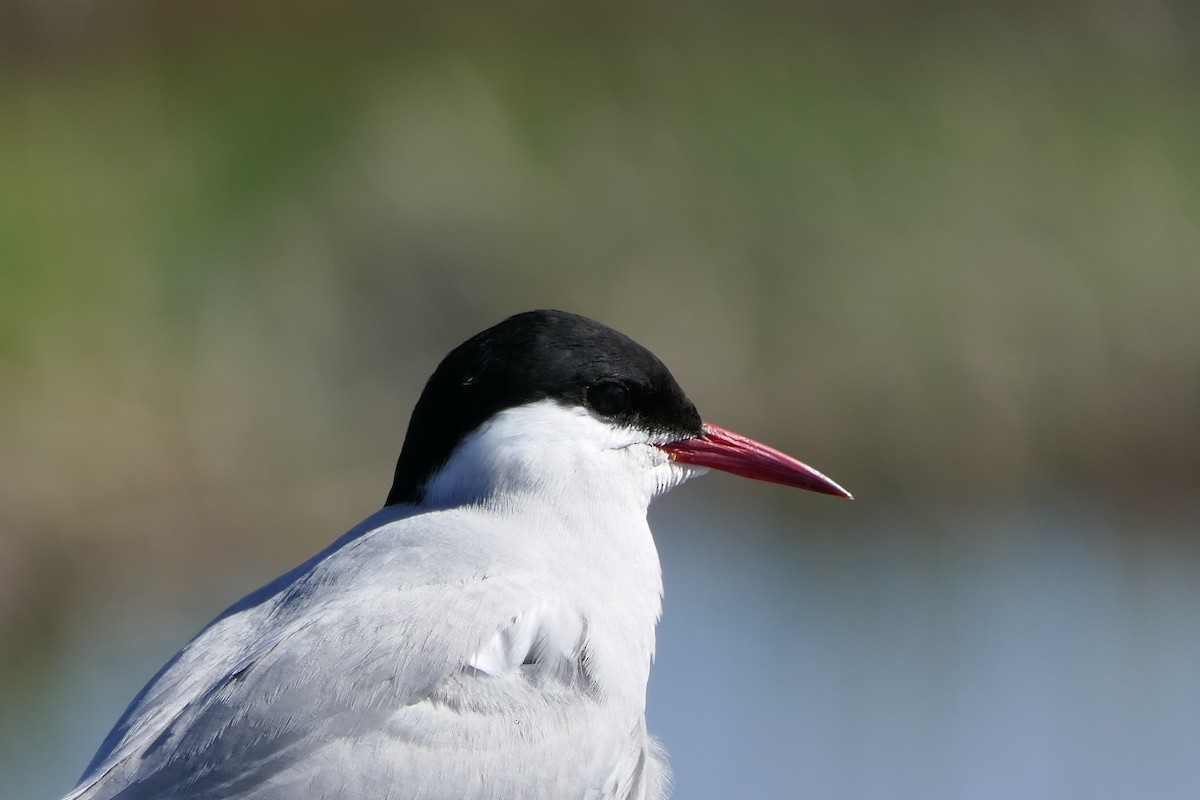 Arctic Tern - ML640328383