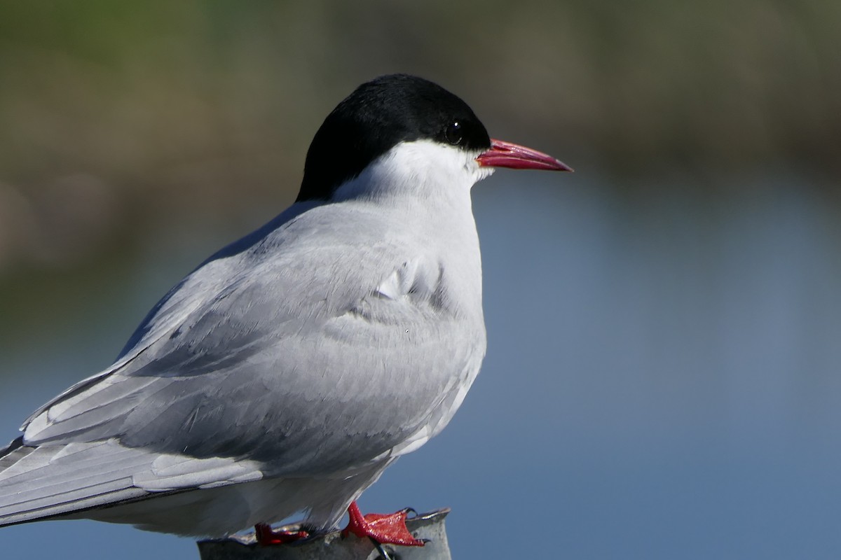 Arctic Tern - ML640328384