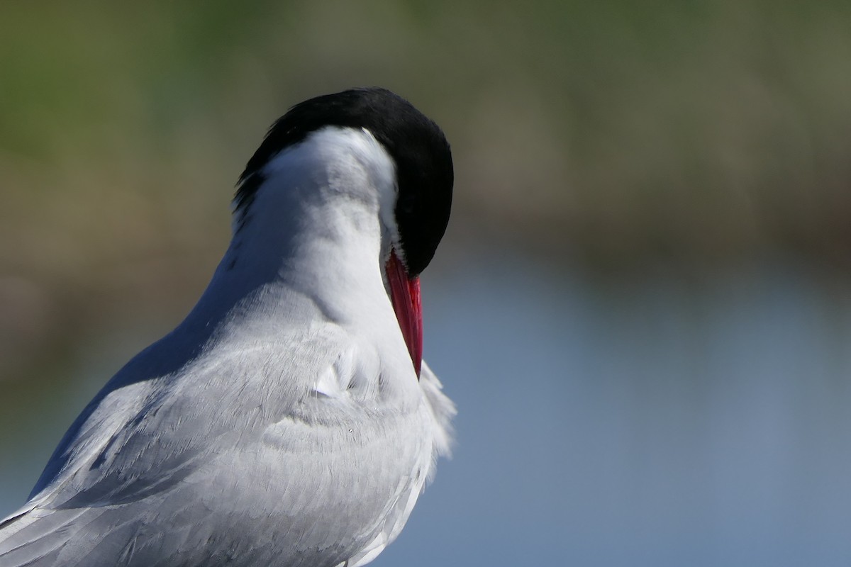 Arctic Tern - ML640328385