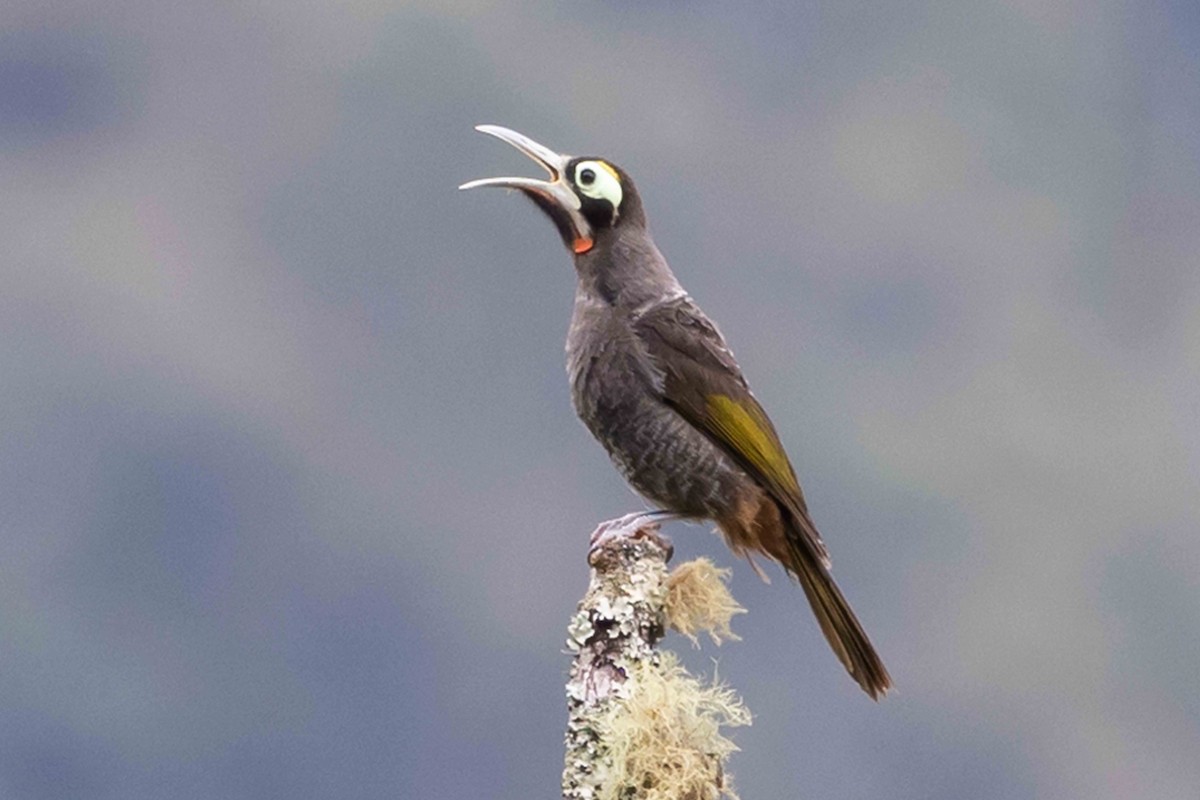 Yellow-browed Melidectes - ML640328412