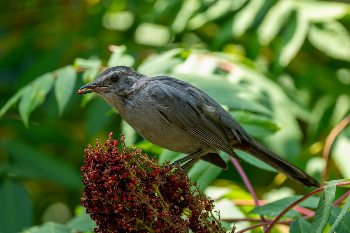 Gray Catbird - ML640328415