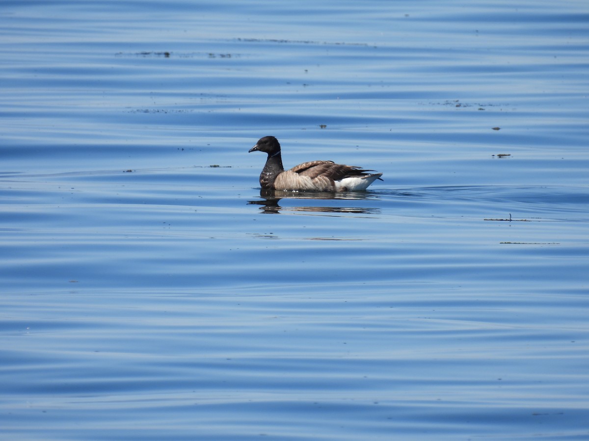 Brant - ML640328416