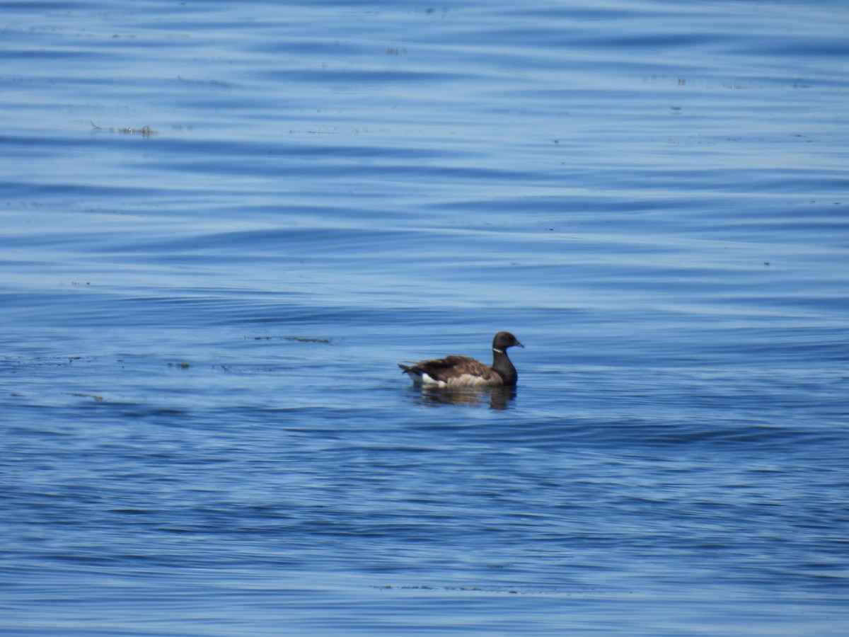 Brant - ML640328417