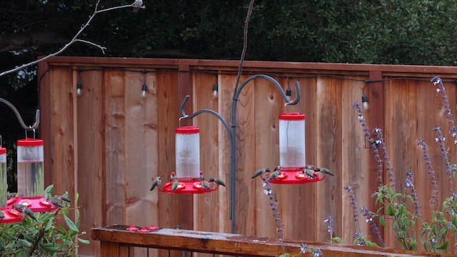 Anna's Hummingbird - ML640328429