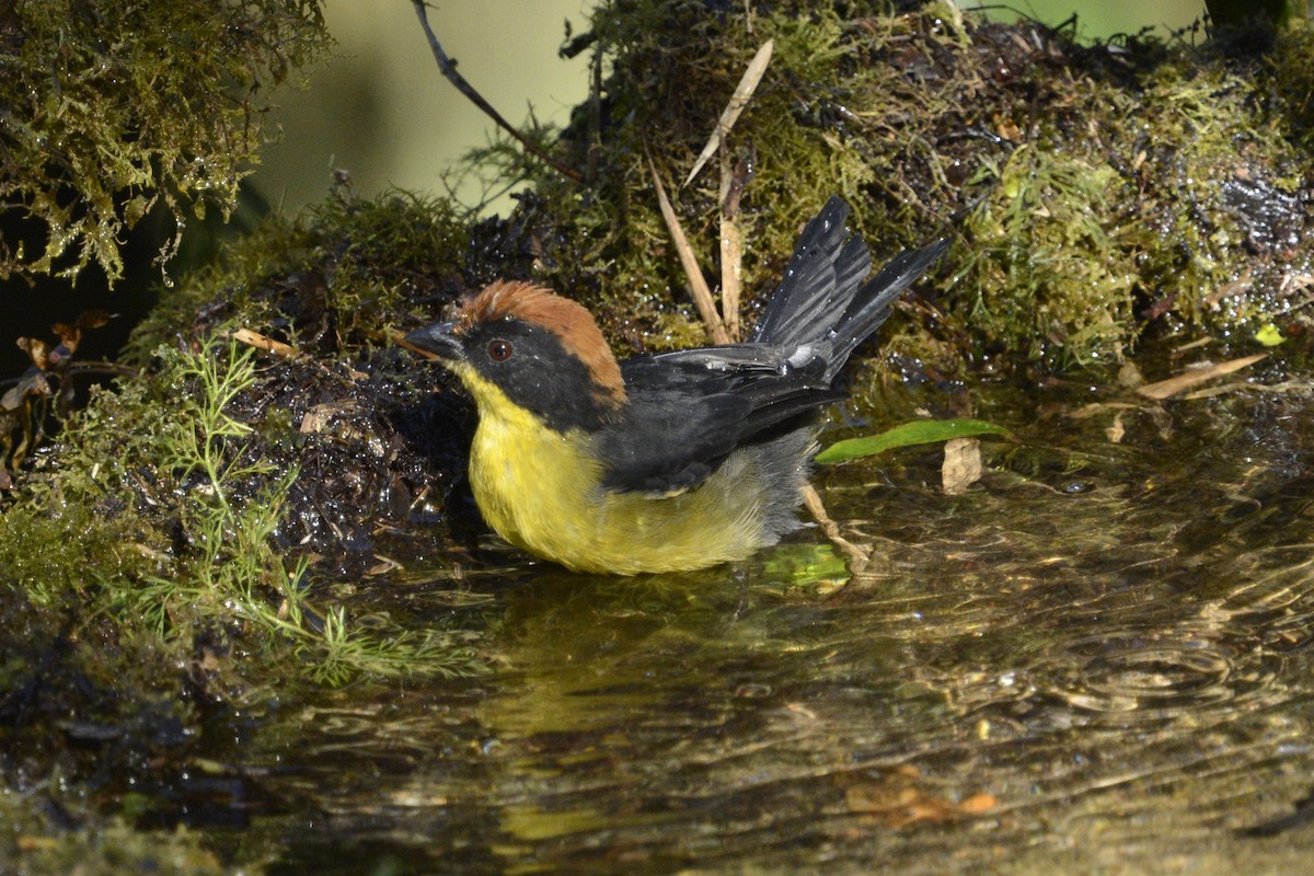 Yellow-breasted Brushfinch - ML640328435