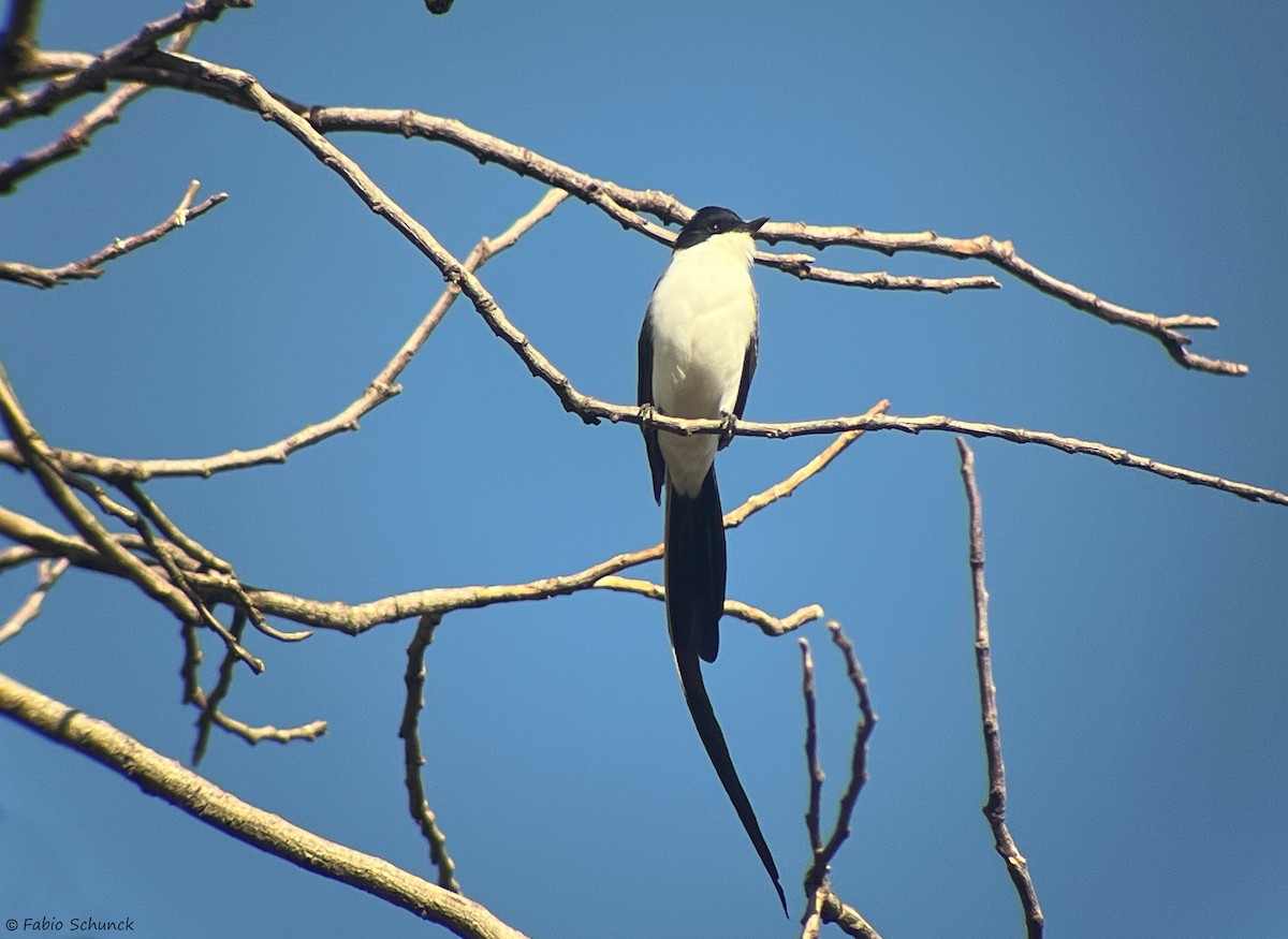 Fork-tailed Flycatcher - ML640328446