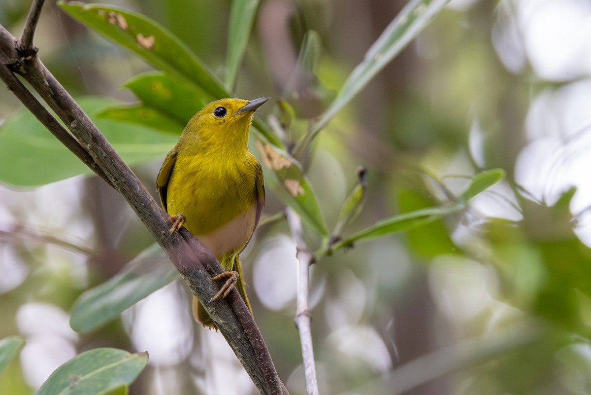 Goldwaldsänger [petechia-Gruppe] - ML640328488