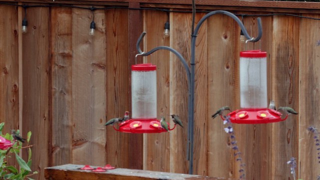 Anna's Hummingbird - ML640328489