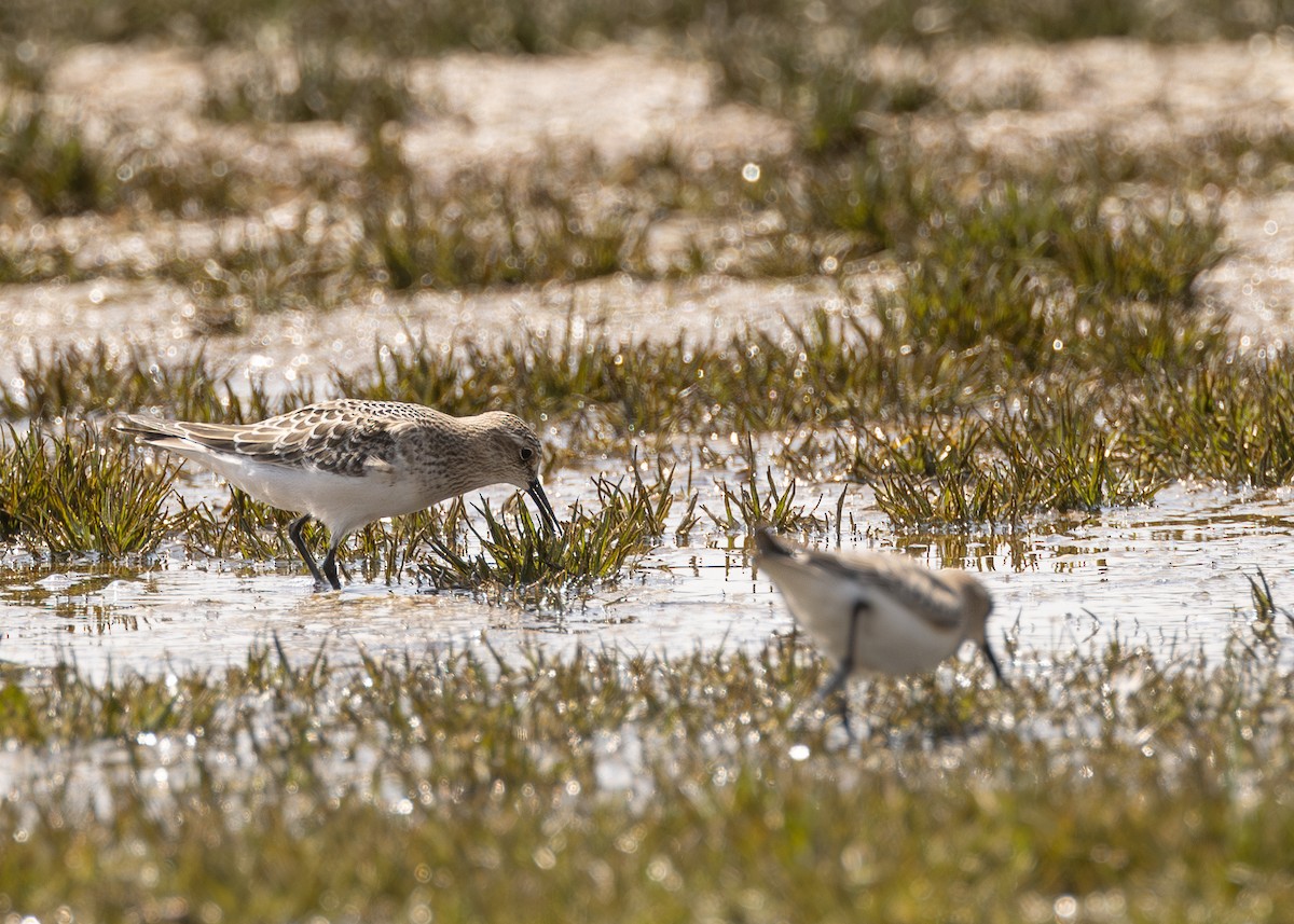 Baird's Sandpiper - ML640328503