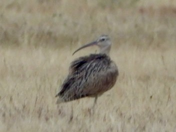 Long-billed Curlew - ML640328506